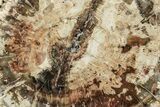 Triassic, Petrified Wood (Araucaria) Round - Madagascar #217083-1
